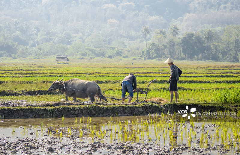 在老挝琅勃拉邦附近丰云村的农场合作社，农民用水牛耕地图片素材