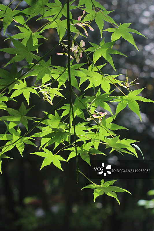 树上的树叶特写图片素材