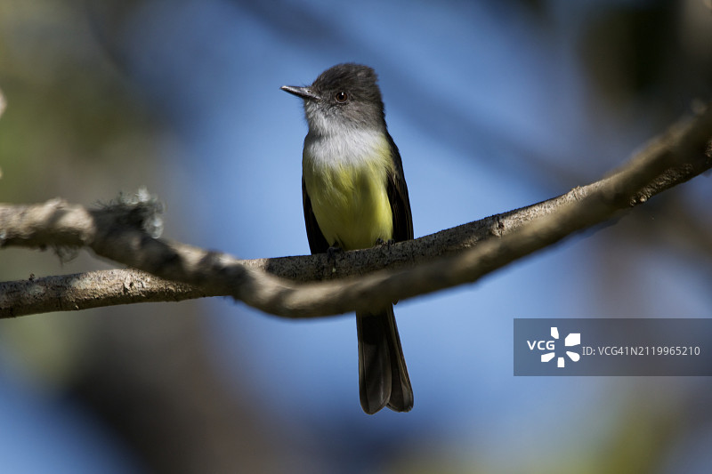 栖息在树枝上的山雀特写图片素材