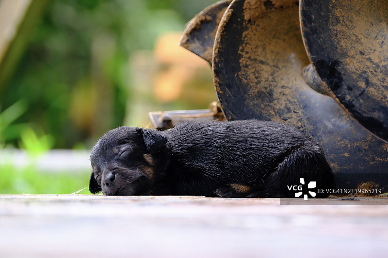 狗的特写图片素材