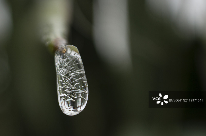 叶子上水滴的特写图片素材