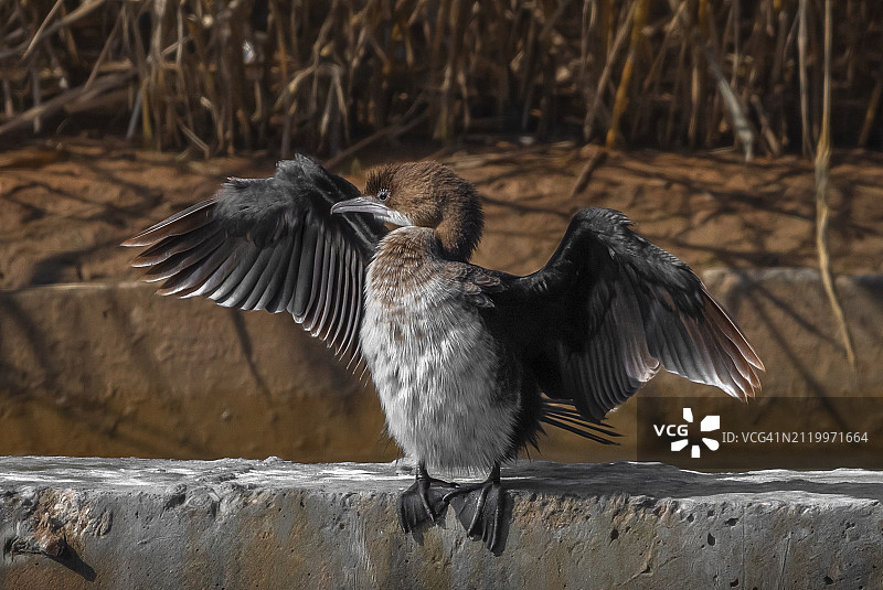 伊拉克杜胡克扎胡户外飞行的鸣啄木鸟特写图片素材