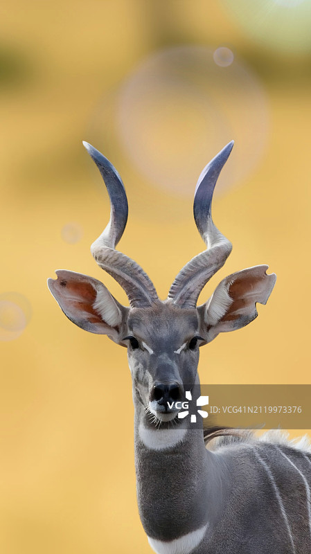 户外站立的鹿的肖像图片素材