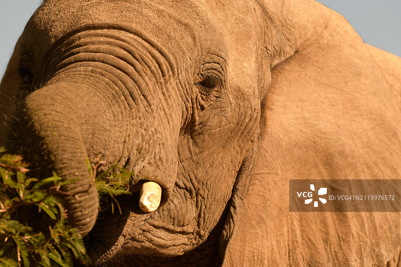 非洲象特写图片素材