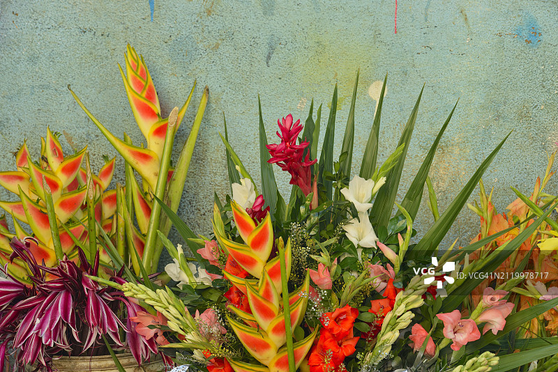 红色开花植物特写，古巴哈瓦那图片素材