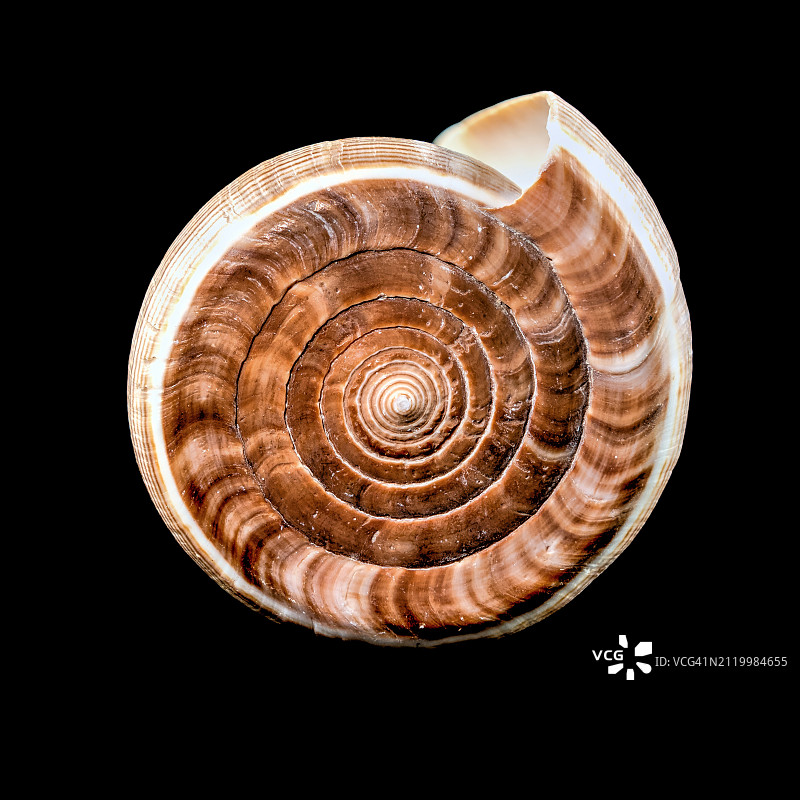 黑色背景下的贝壳特写，敖德萨，乌克兰图片素材