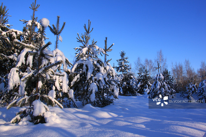 蓝天下雪原上的树木图片素材