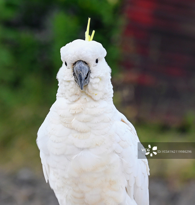 澳洲鹦鹉特写图片素材