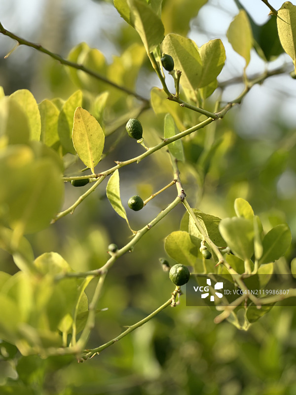 树上生长的橄榄特写图片素材