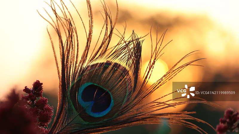 日落时分，天空下田野里生长的麦子特写图片素材