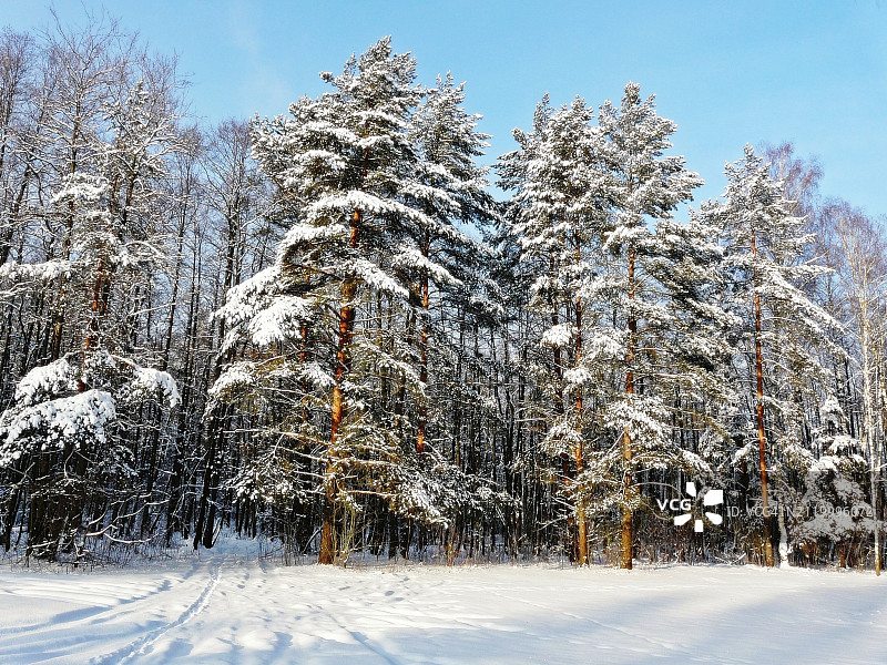 俄罗斯雪原上的树木图片素材