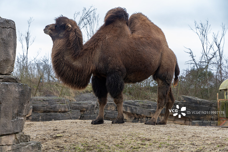 单峰骆驼站在田野上，以天空为背景的侧视图图片素材