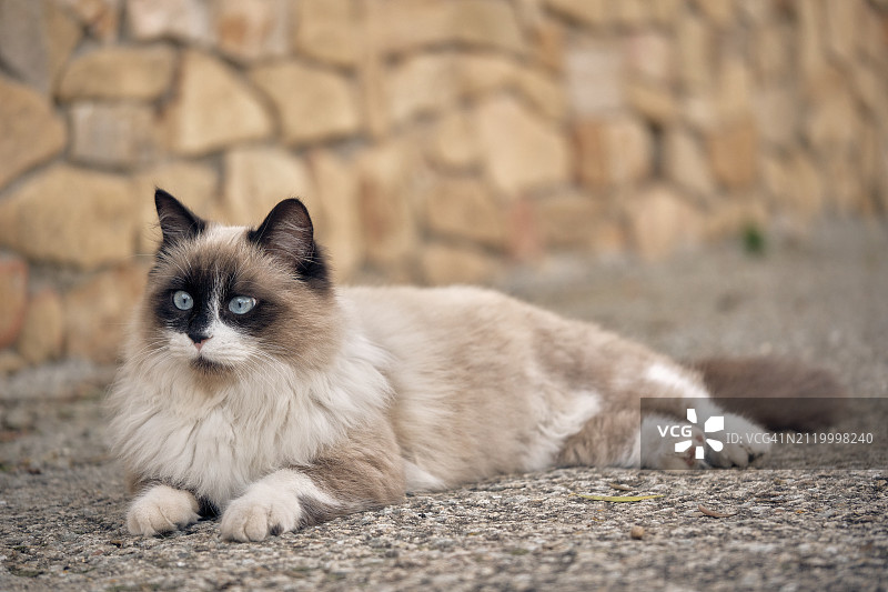 人行道上的猫图片素材
