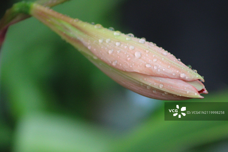 美国佛罗里达州皮内拉斯帕克，粉红色湿花的特写图片素材
