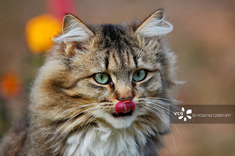 猫咪特写肖像，乌克兰图片素材
