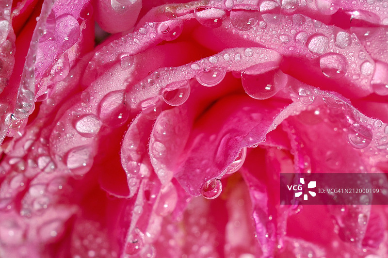 乌克兰 Blystavytsya 湿粉色玫瑰花特写图片素材