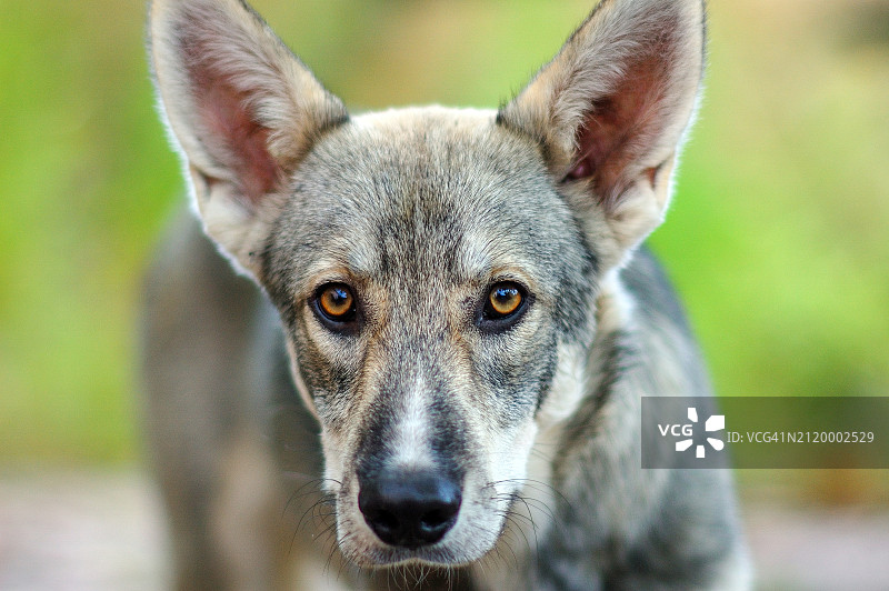 德国牧羊犬特写图片素材