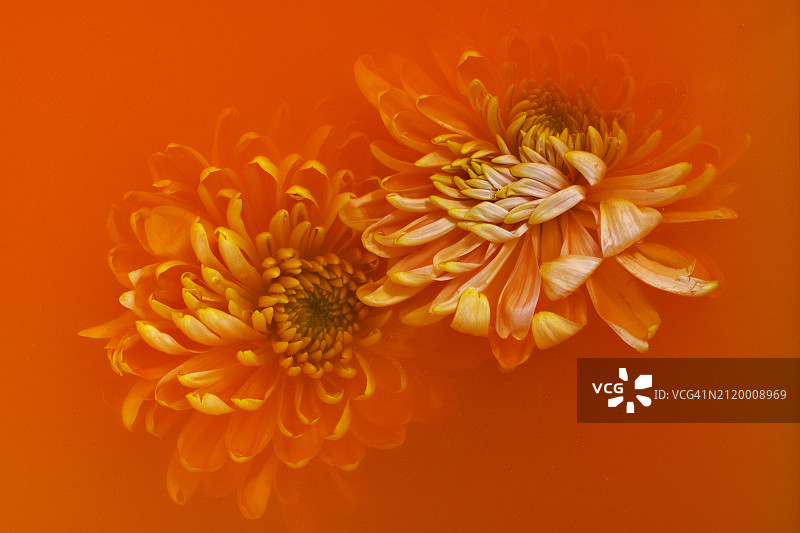 橙色背景下的橙色花朵特写图片素材