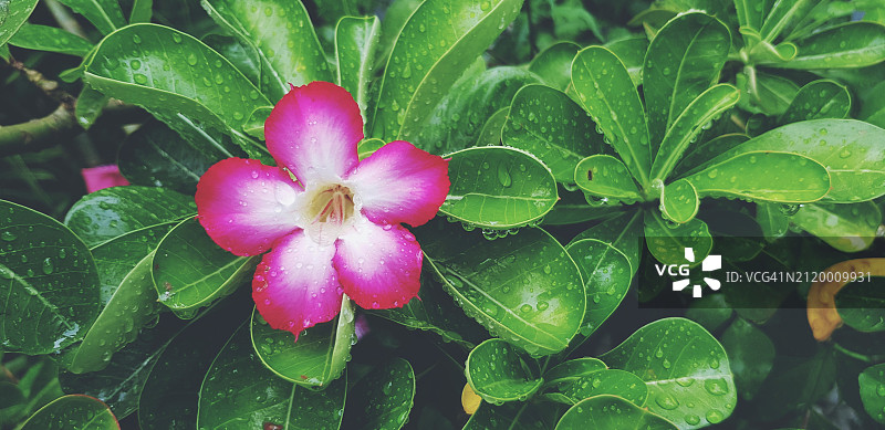 粉色开花植物特写图片素材