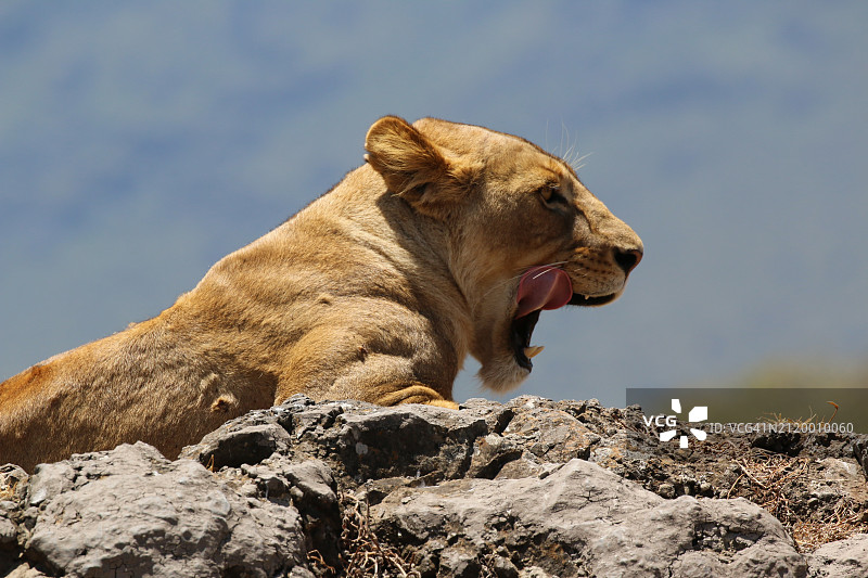 特写：岩石上的狮子图片素材