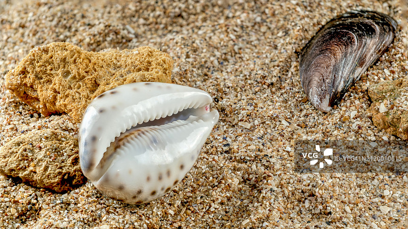 乌克兰敖德萨海滩沙滩上的贝壳特写图片素材