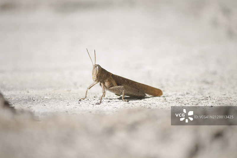 道路上的昆虫特写图片素材