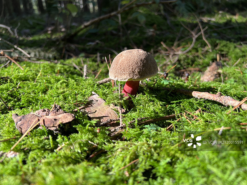 德国巴伐利亚田野上的蘑菇特写图片素材