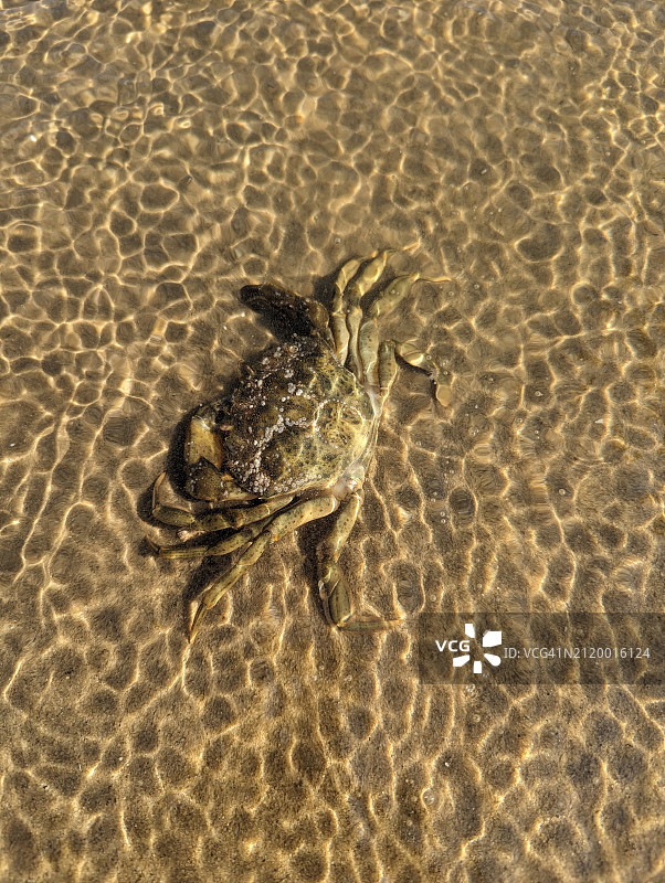 海中游泳的乌龟高角度视图图片素材