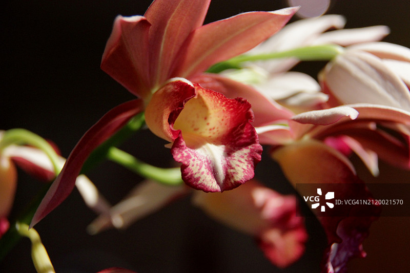 粉色兰花特写，美国密歇根州图片素材