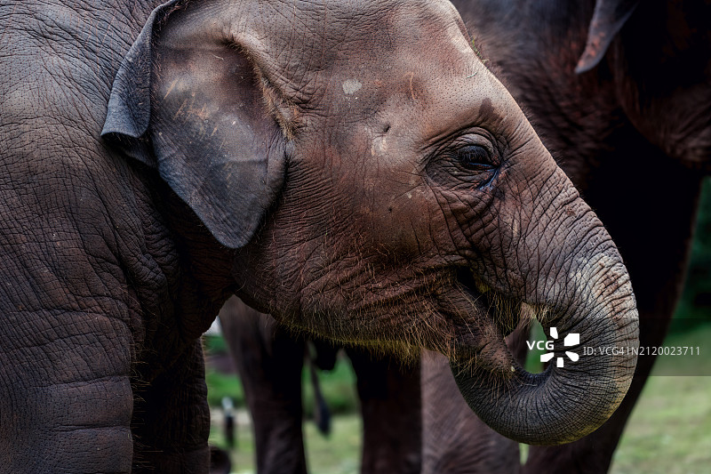亚洲非洲印度象特写图片素材