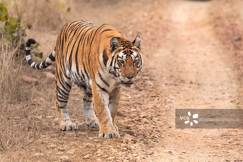 站在田野中的老虎肖像图片素材