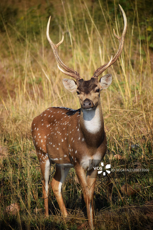 印度卡纳塔克邦贝兰巴迪国有林，田野中的白色站立动物写真图片素材