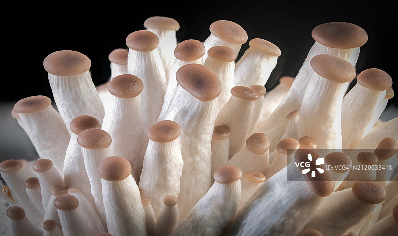 黑色背景下的蘑菇特写图片素材
