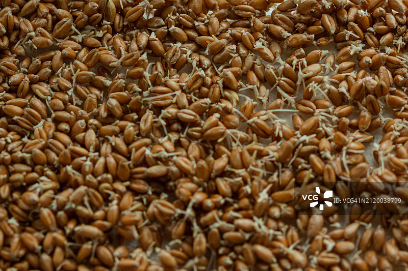 小麦特写图片素材