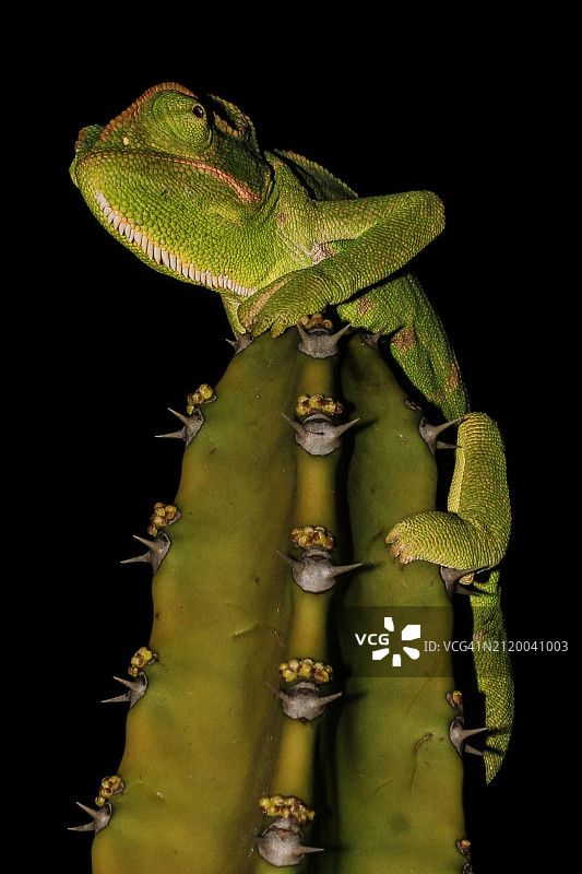 印度卡纳塔克邦班加罗尔，黑色背景下植物上的蜥蜴特写图片素材