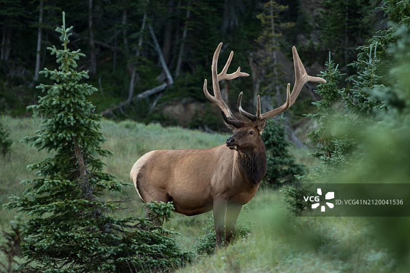 美国科罗拉多州大湖，站在森林中的红鹿侧面像图片素材