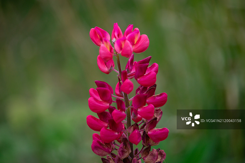 粉色开花植物特写图片素材