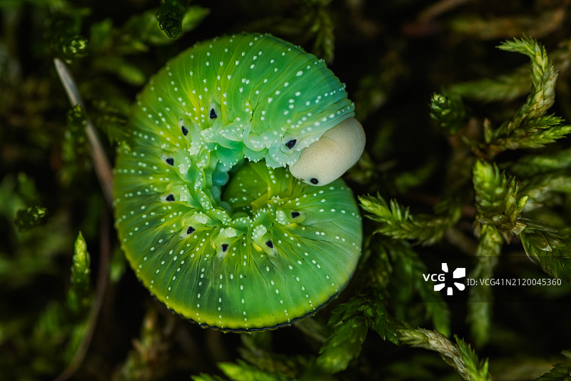 潮湿植物的特写图片素材