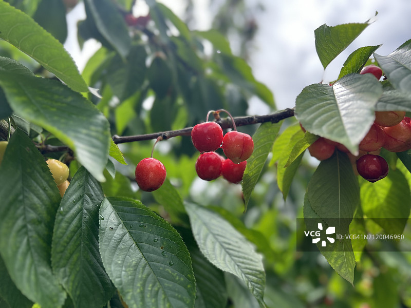 树上生长的浆果特写，澳大利亚维多利亚州红山图片素材