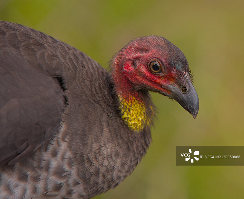 火鸡特写图片素材