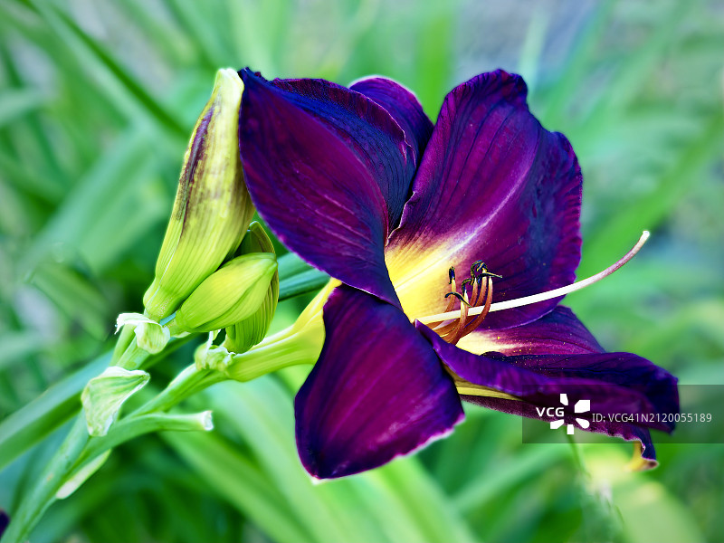 紫色鸢尾花特写，美国加利福尼亚州森尼维尔图片素材