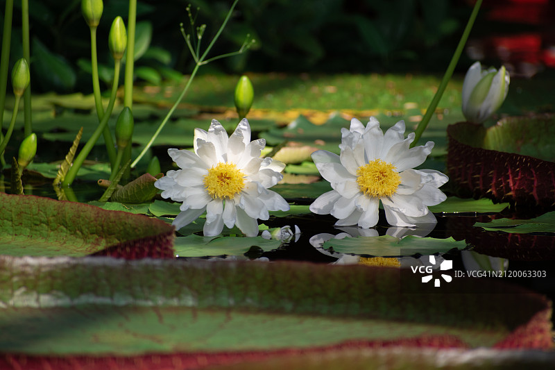 白色开花植物特写图片素材