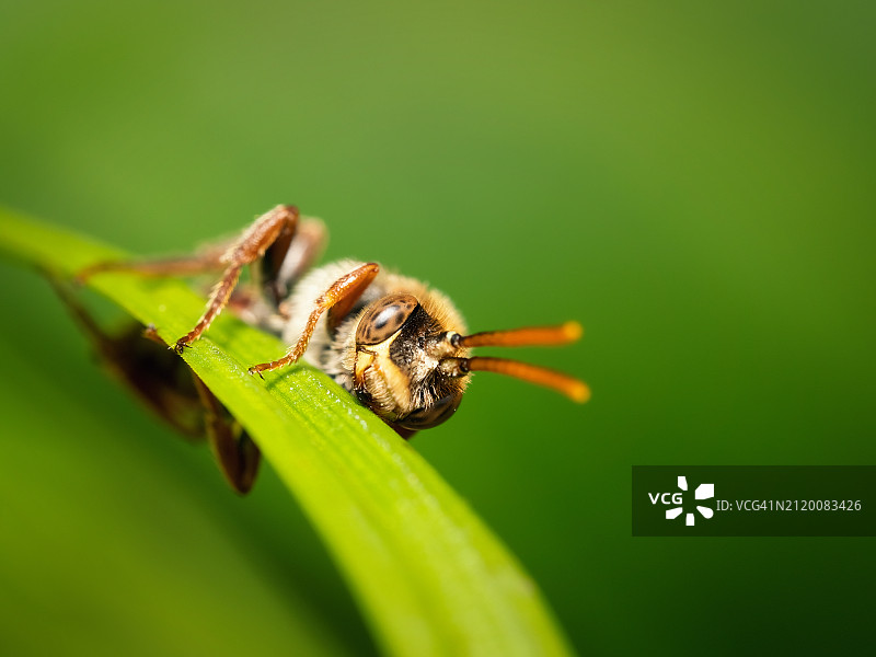 树叶上的昆虫特写图片素材