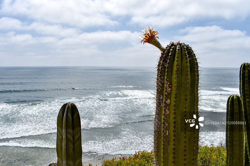 加利福尼亚州恩西尼塔斯仙人掌特写图片素材