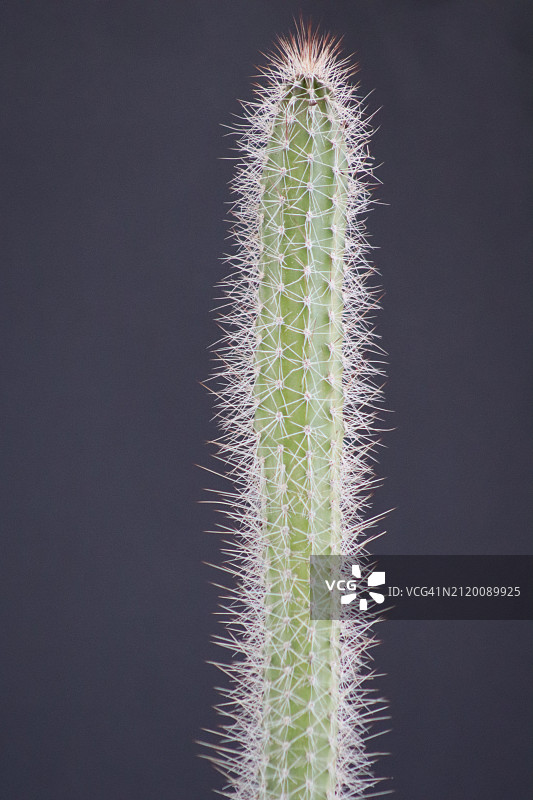 黑色背景下的仙人掌特写，突尼斯图片素材