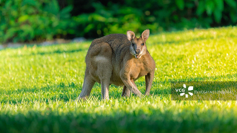 站在陆地上的完整长度的胡狼，汉密尔顿岛，昆士兰，澳大利亚图片素材