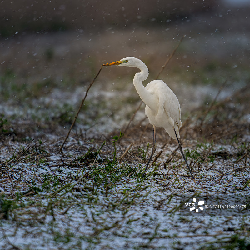比利时原野上栖息的白色大白鹭特写图片素材