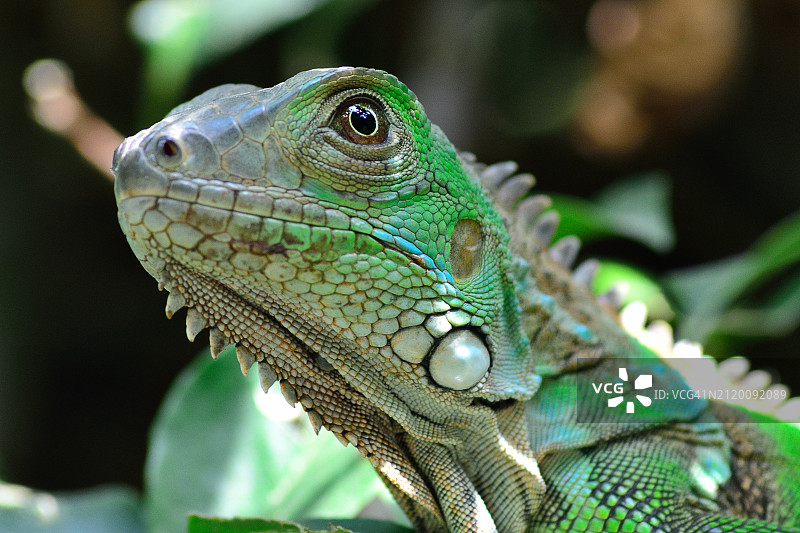 绿色鬣蜥特写图片素材