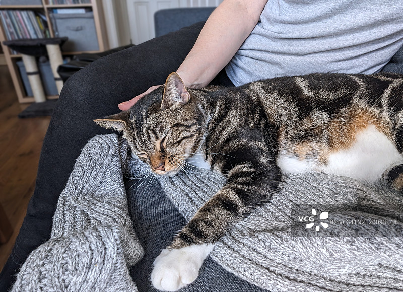 猫咪在人旁边放松地睡觉图片素材