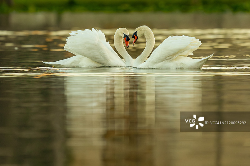美国佛罗里达州莱克兰湖中游泳的两只天鹅图片素材